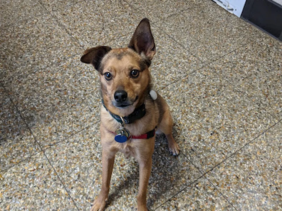 Willard Veterinary Clinic
