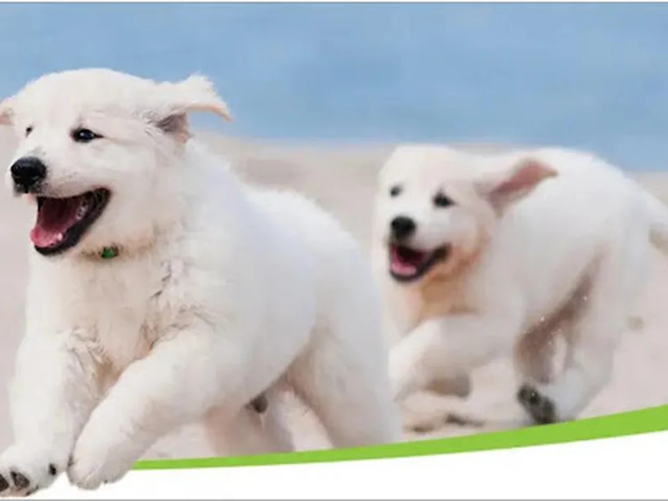 Zen Dog Training