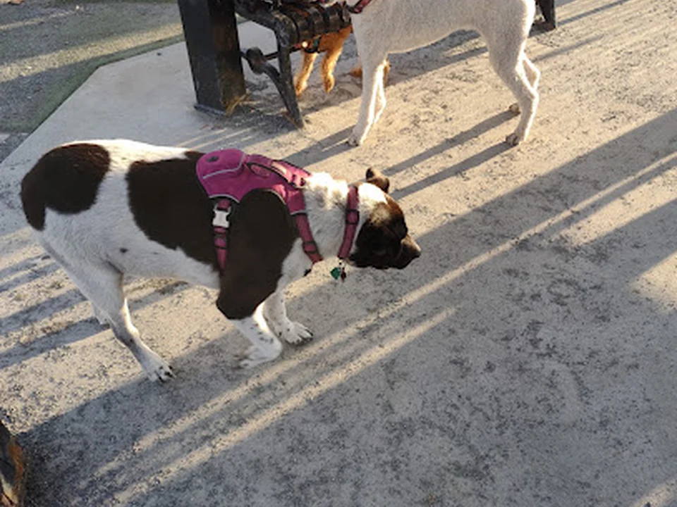 Zero New Washington Dog Park